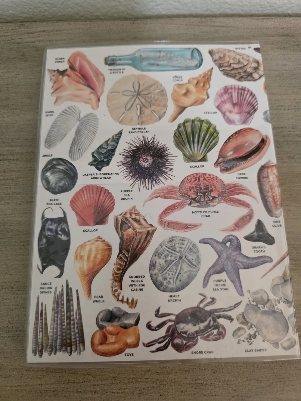 Shell & Sea Life Journal With Vinyl Cover